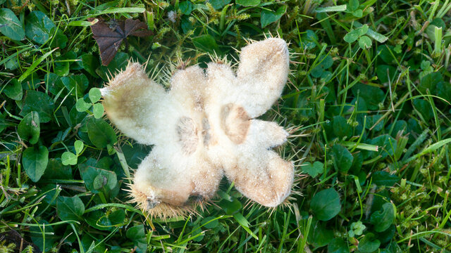 Vaina de casta&ntilde;a abierta en el suelo