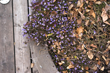 Old hardwood decking or flooring and plant in garden decorative