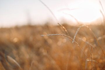 Obraz premium Abstract beautiful autumn wild grass in sunlight, close up. Autumnal background. Beautiful grasses and herbs in sunset rays autumn meadow. Space for text