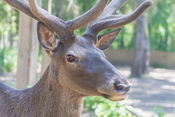 Portrait of a young wild deer with branched horns in the forest