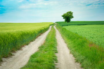 A long dirt road through a field and a lonely tree