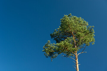 Green pine on a background of the blue sky