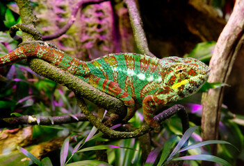 The Panther chameleon. Ambato. Male.
This is a brightly colored species of reptile lizards that live in the tropical forests of the Republic of Madagascar. The body is painted in various shades of blu