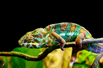 The Panther chameleon. Ambato. Male.
This is a brightly colored species of reptile lizards that live in the tropical forests of the Republic of Madagascar. The body is painted in various shades of blu