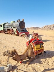 camels in the desert