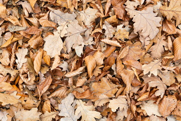 Lots of autumn and dry leaves lying on the ground