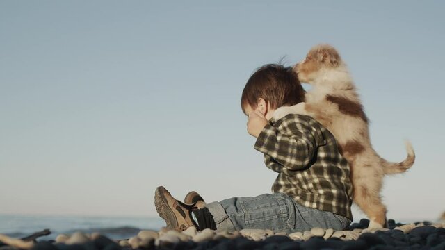 A funny playful puppy sticks to the baby and wants to play. Children and pets - cute and funny videos