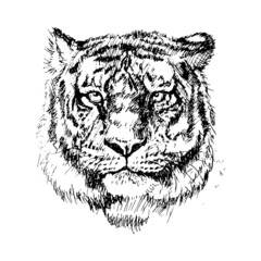 Tiger head on a white isolated background, contour graphics. Vector illustration.
