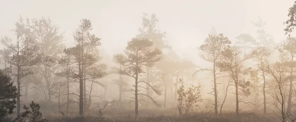 Zelfklevend Fotobehang Altijdgroen bos (moeras) in een dikke mysterieuze mist bij zonsopgang. Letland. Zacht zonlicht. Idyllisch herfstlandschap. Fee, dromerige scène. Puur natuur, thema ecotoerisme © Aastels