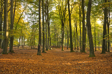 Obraz premium Horizontal landscape of autumn forest with colorful trees and leaves. Scenery of vivid woodland in fall on a morning with sunlight and copy space