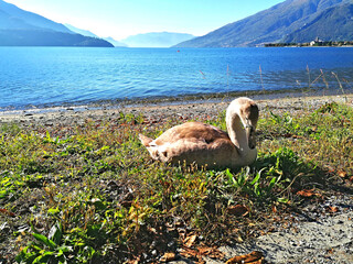 Cigno Reale,  ( Cygnus olor ) cucciolo, accovacciato su una spiaggia del lago di Como,  sulo sfondo le Alpi e il paese di  Gravedona.