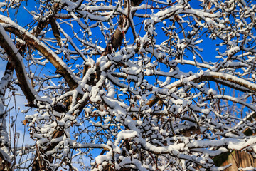 Deciduous tree covered with thick white snow