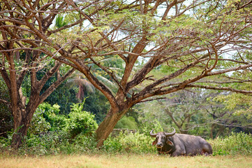 Big black bull lying under the tree.