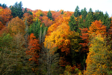 Fototapeta premium Herbst 2021