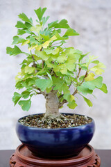Ginkgo bonsai tree against a stone wall