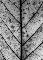 Naklejka na ściany i meble Macro Close Up Abstract Photo of Leaves with Veins and Cells