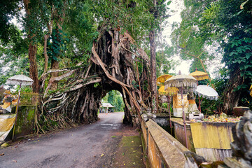 Wonderful road through the big tree. Bunut Bolong, huge tropical live green banyan tree with tunnel...