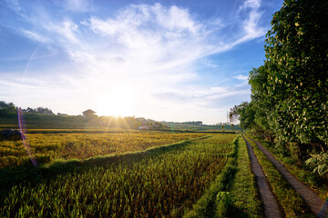 Beautiful landscape. Rice field and houses on horizon.