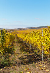 Fototapeta na wymiar Vineyards in the south of the Crimean peninsula. Agricultural field for growing grapes. Yellowed vines after harvest on a sunny October day. Beautiful rural autumn landscape. Natural rustic background