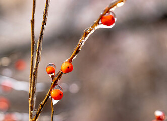berries on ice
