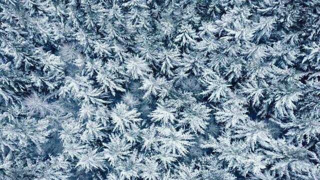 Snow covered trees of a dense conifer forest beautifully moving in the wind, aerial birds eye view footage with the camera slowly going down