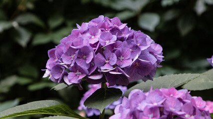 Purple flower