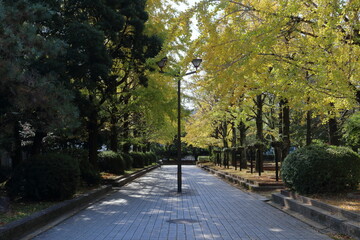 銀杏並木　城西公園　秋　（高知県　高知市）
