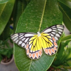 butterfly on leaf