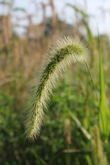 close up of grass