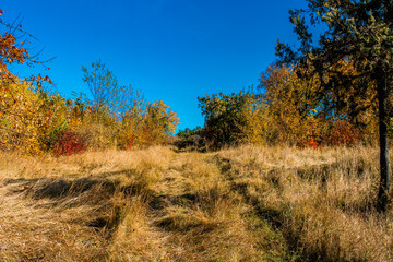 autumn path in the forest