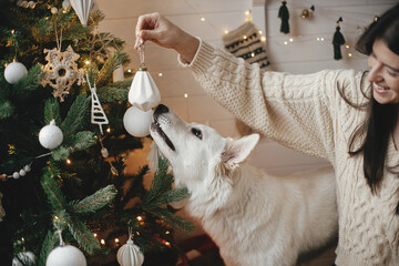 Stylish woman in cozy sweater and adorable dog decorating christmas tree with modern white bauble in festive decorated scandinavian room. Cute white dog helping owner. Pet and winter holidays - obrazy, fototapety, plakaty