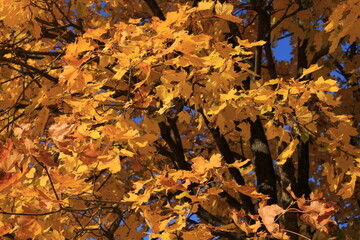 a tree with yellow leaves on a fall day