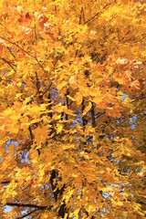 yellow leaves on a tree, autumn, fall