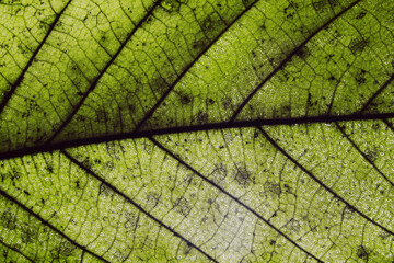 Macro Close Up Abstract Photo of Leaves with Veins and Cells