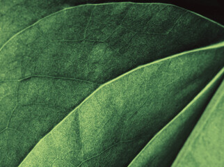 Macro Close Up Abstract Photo of Leaves with Veins and Cells
