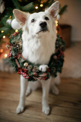 Adorable dog in christmas wreath sitting on background of christmas tree with gifts and lights. Cute white dog wearing traditional xmas wreath in festive scandinavian room. Pet and winter holidays