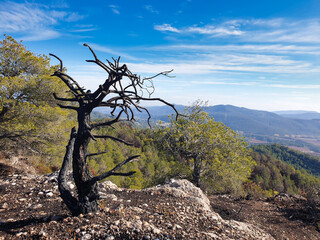Burned forest in the mountains, burnt trees after wildfire, Spain