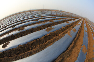 Farmers drive a seeder to plant potatoes in the farmland, North China