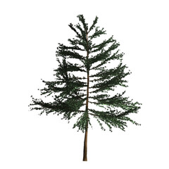 Christmas tree, a coniferous tree. Illustration on white background. Graphic, image.