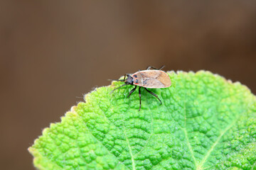 Bugs on green leaves, North China