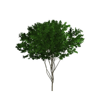 Green tree. Illustration on white background. Graphic, image.
