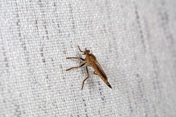 Insectivorous Gadfly in the wild, North China