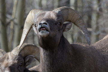 Colorado Rocky Mountain Bighorn Sheep