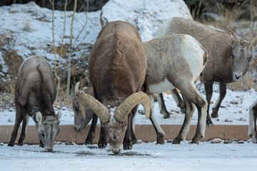 Colorado Rocky Mountain Bighorn Sheep