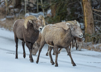 Colorado Rocky Mountain Bighorn Sheep