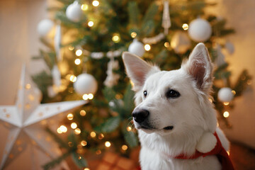 Adorable dog in red santa scarf sitting on background of christmas tree with gifts and lights. Portrait of cute white dog in festive decorated scandinavian room. Merry Christmas and Happy Holidays!