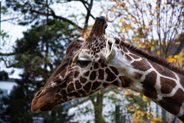 Kopf von einer Giraffe