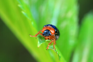 Leaf beetle on wild plants, North China