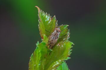Flies on wild plants, North China