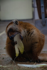 Kleiner brauner Lemur beim Essen.